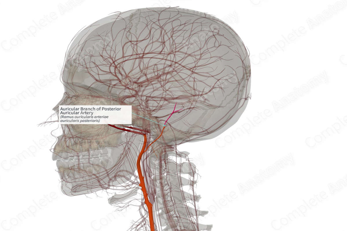 Auricular Branch of Posterior Auricular Artery (Left)