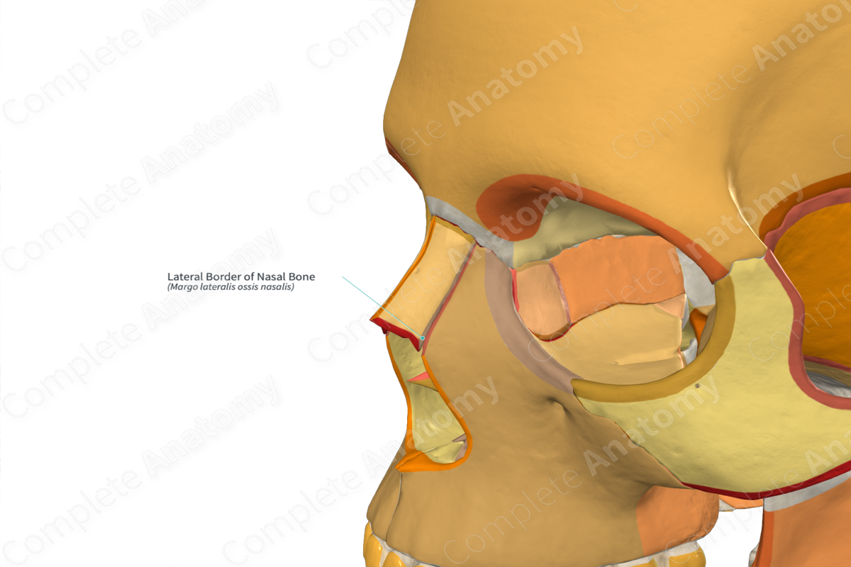 Lateral Border of Nasal Bone