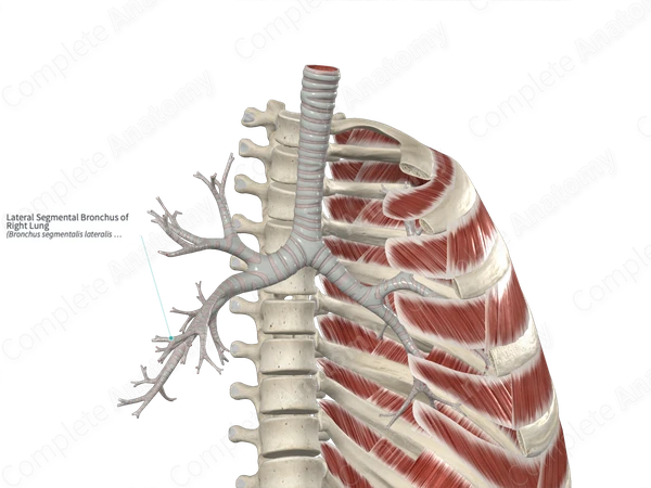 Lateral Segmental Bronchus of Right Lung