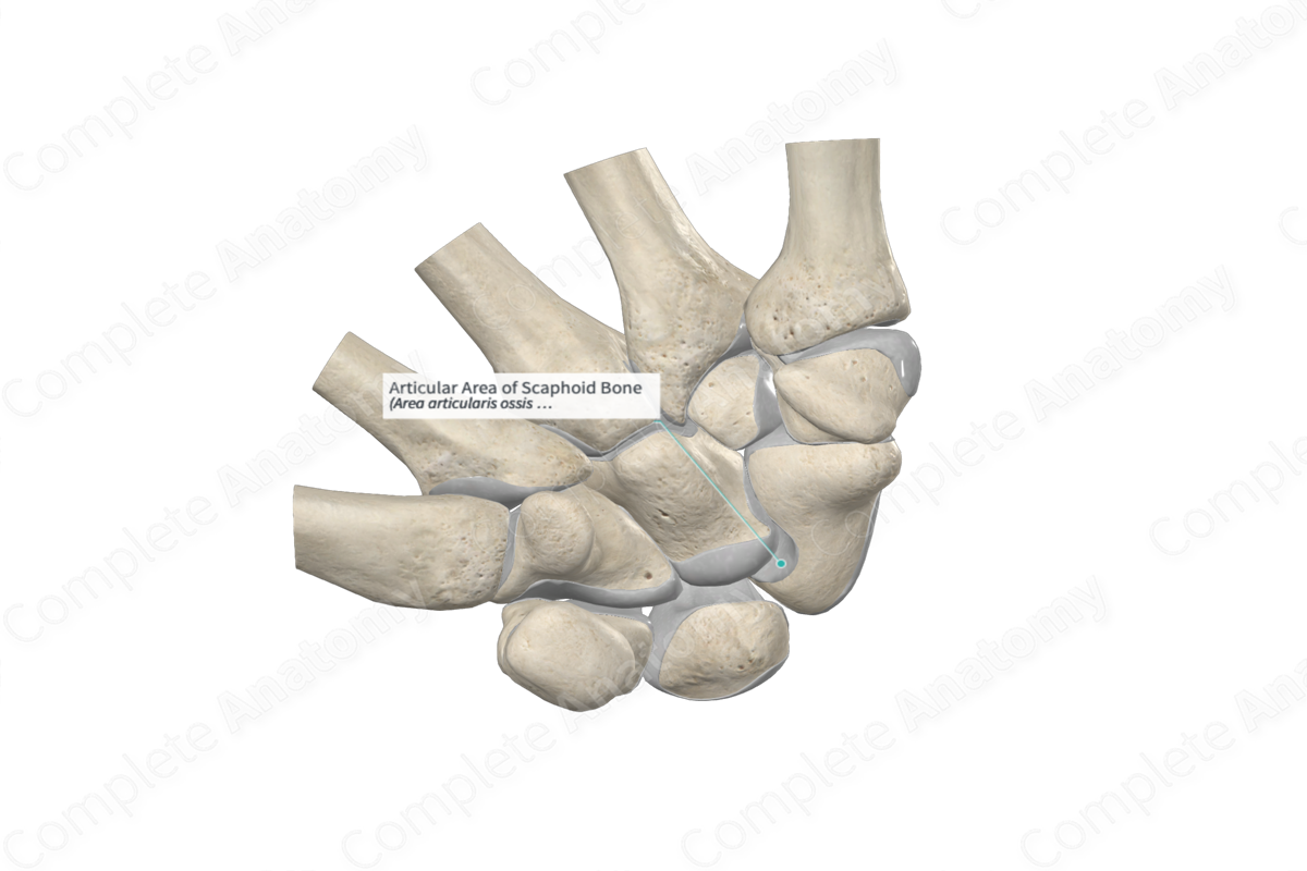 Articular Area of Scaphoid Bone 