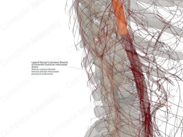 Lateral Dorsal Cutaneous Branch of Eleventh Posterior Intercostal Artery (Right)