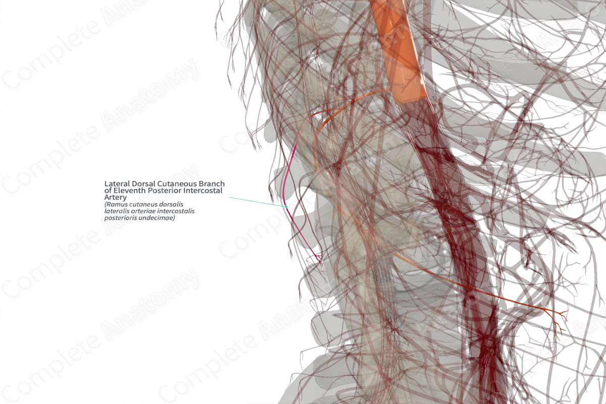 Lateral Dorsal Cutaneous Branch of Eleventh Posterior Intercostal Artery (Right)