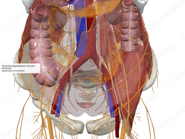 Omental Appendices (Cecum; Anterior)
