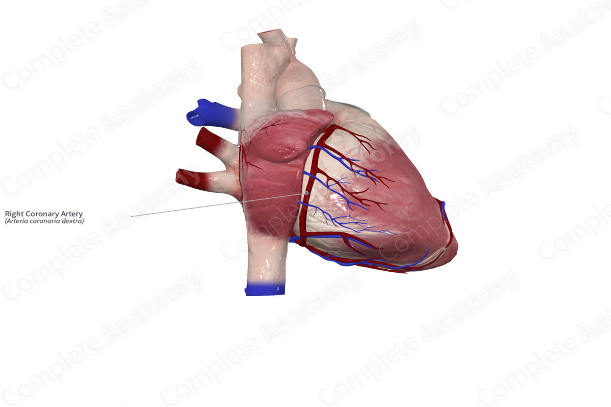 Right Coronary Artery