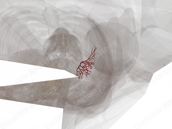 Arteries of Spleen