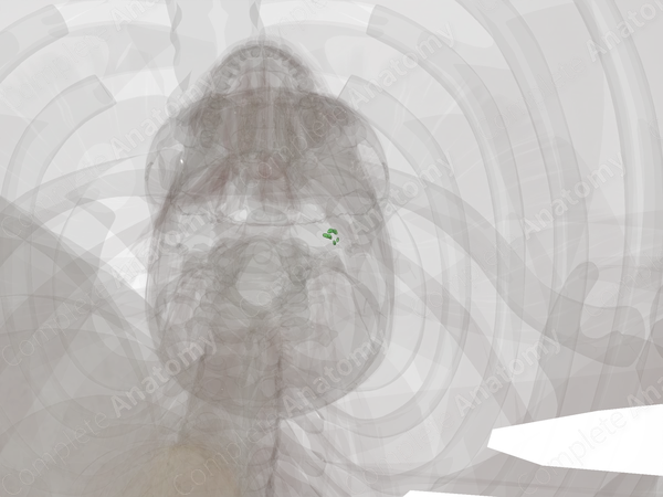 Anterior Internal Jugular Nodes (Left)