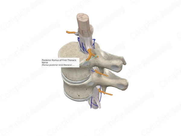 Posterior Ramus of First Thoracic Nerve 