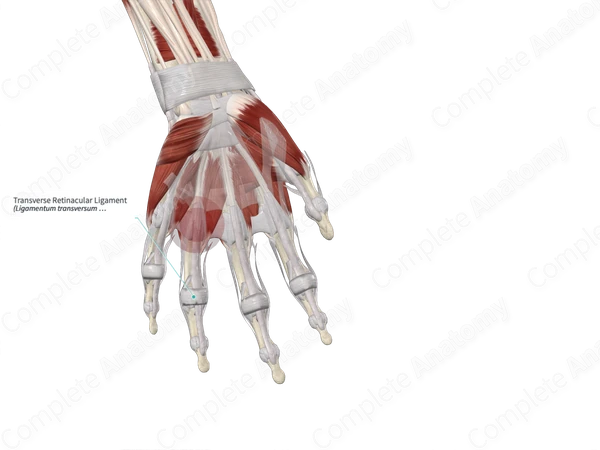 Transverse Retinacular Ligament