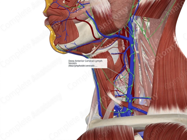 Deep Anterior Cervical Lymph Vessels 