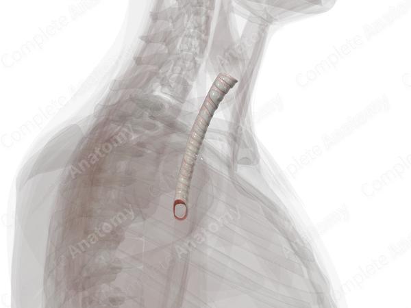 Trachea
