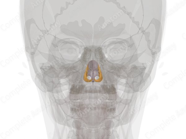 Nasal Cartilages