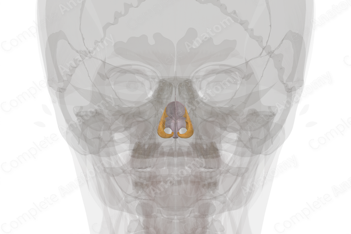 Nasal Cartilages