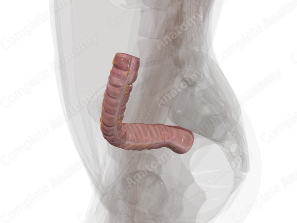 Sigmoid Colon