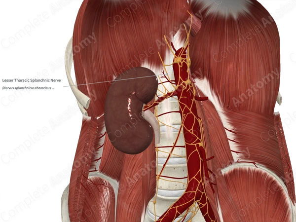 Lesser Thoracic Splanchnic Nerve