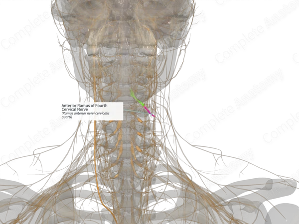 Anterior Ramus of Fourth Cervical Nerve (Left)