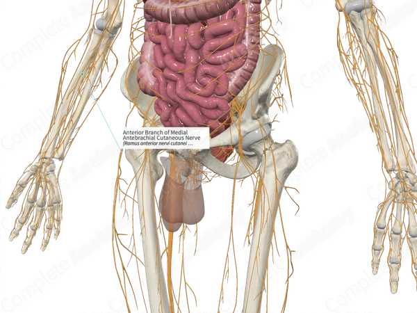 Anterior Branch of Medial Antebrachial Cutaneous Nerve