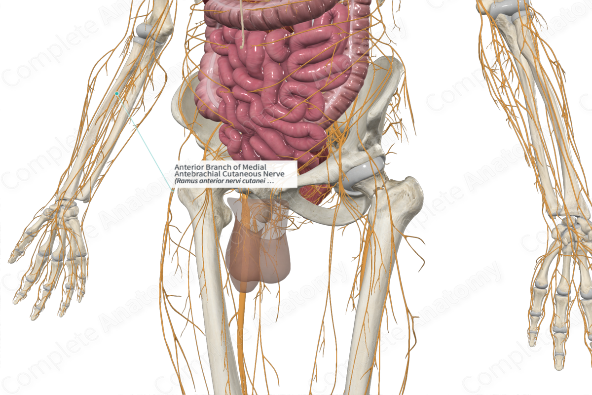 Anterior Branch of Medial Antebrachial Cutaneous Nerve 