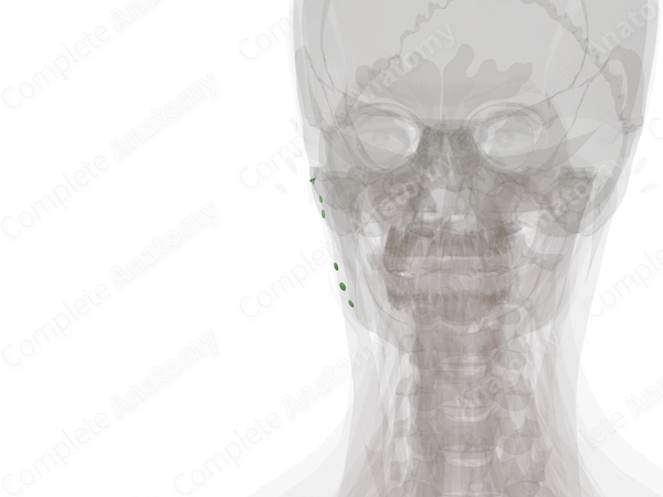 Superficial Parotid Nodes (Left)
