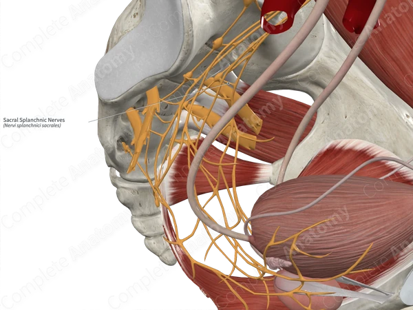 Sacral Splanchnic Nerves