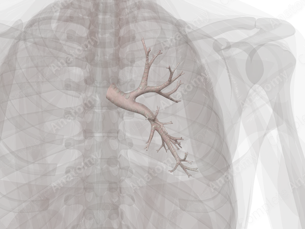 Bronchi of Right Lung