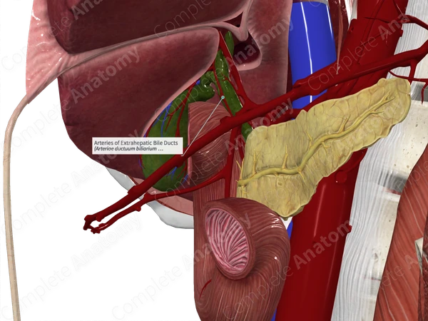 Arteries of Extrahepatic Bile Ducts