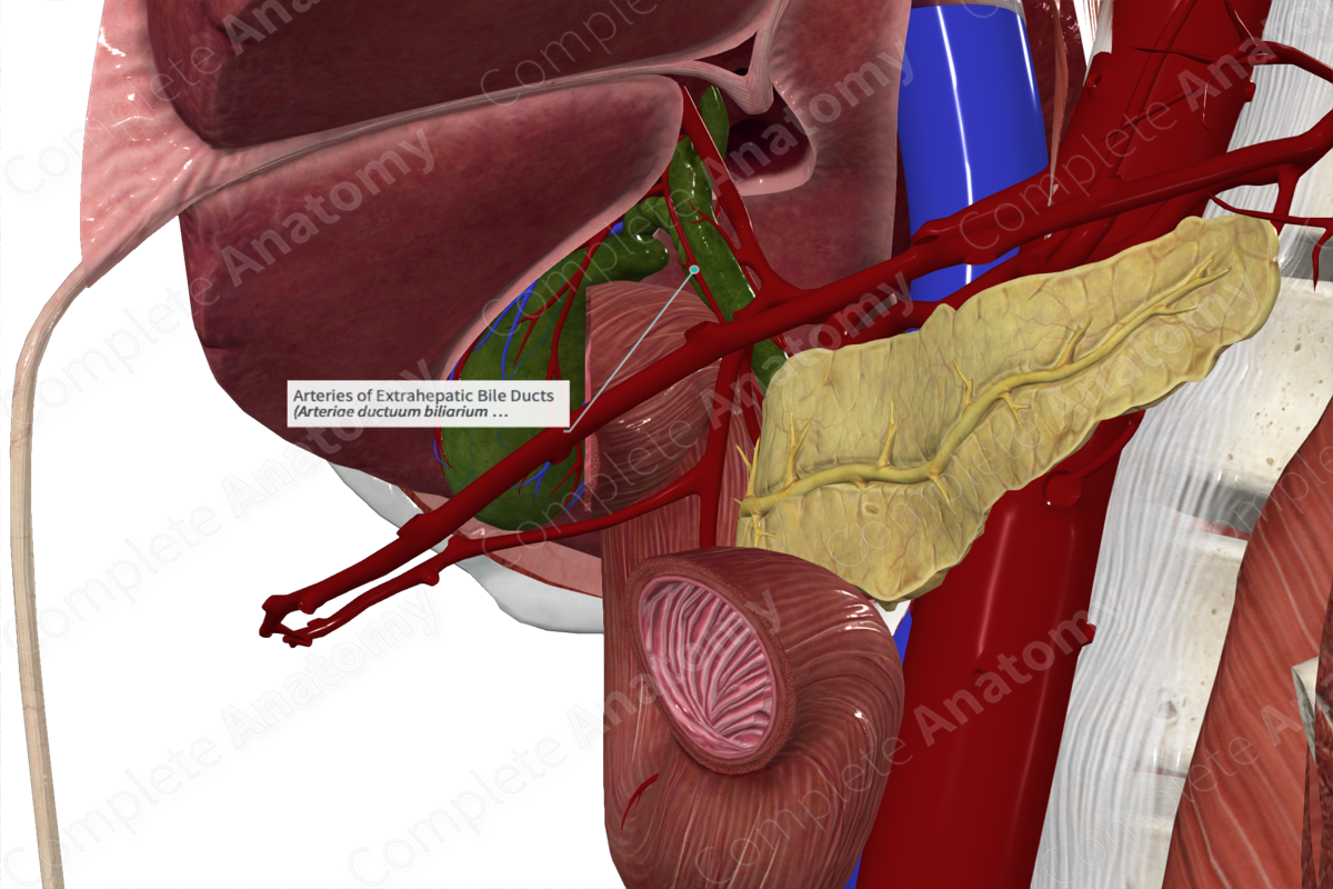 Arteries of Extrahepatic Bile Ducts