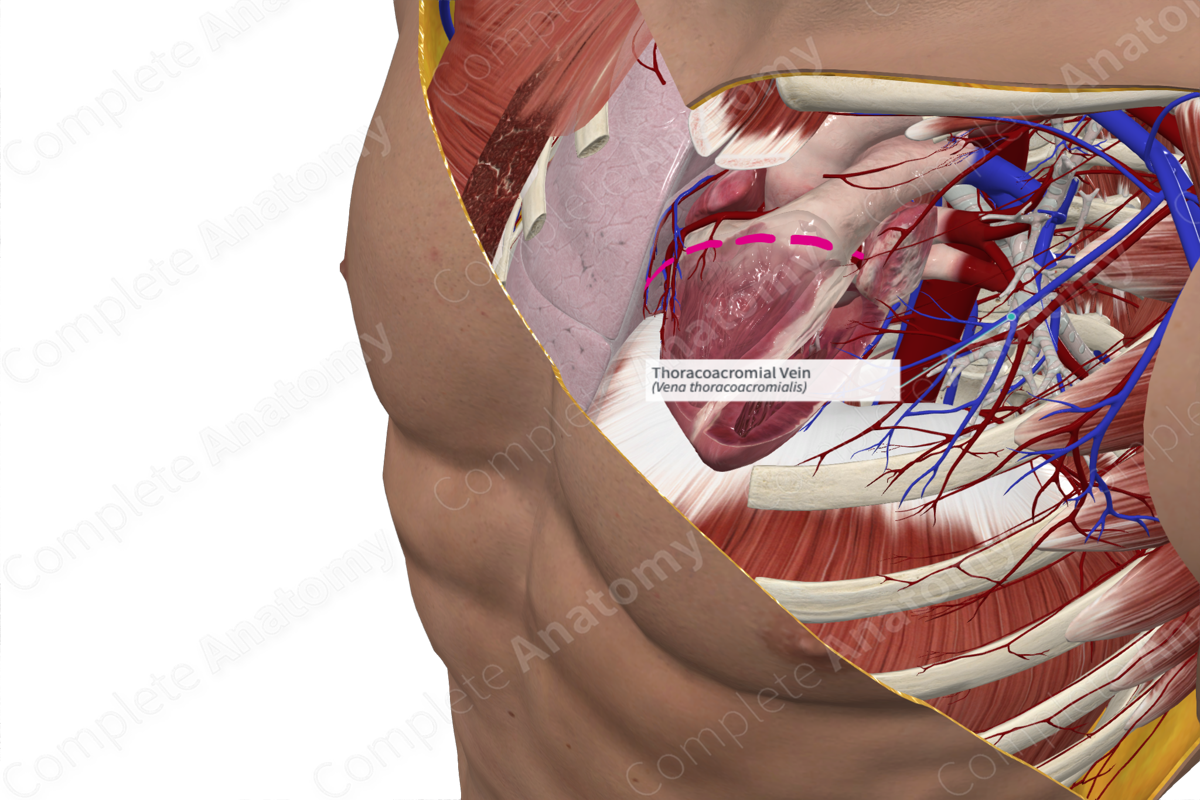Thoracoacromial Vein