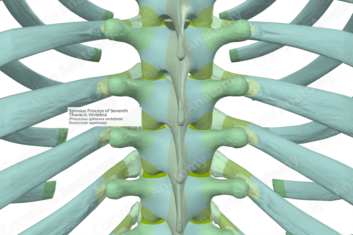 Spinous Process of Seventh Thoracic Vertebra