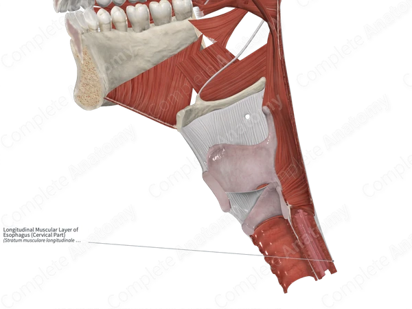 Longitudinal Muscular Layer of Esophagus (Cervical Part)