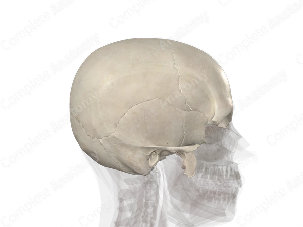 Bones of Neurocranium