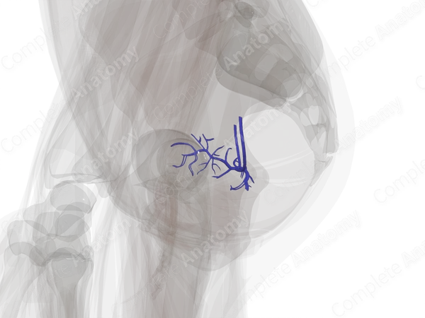 Veins of Uterus