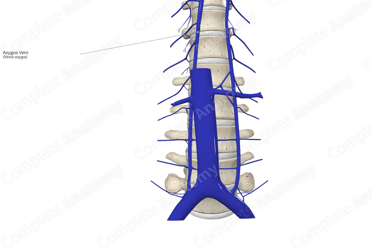 Azygos Vein