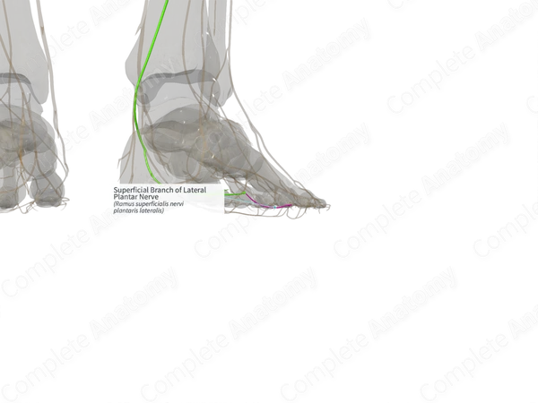 Superficial Branch of Lateral Plantar Nerve (Left)