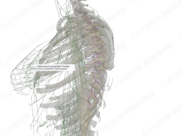 Intercostal Lymphatic Trunks (Right)