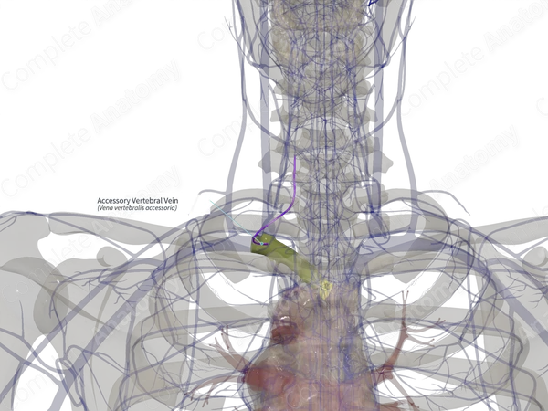 Accessory Vertebral Vein (Right)