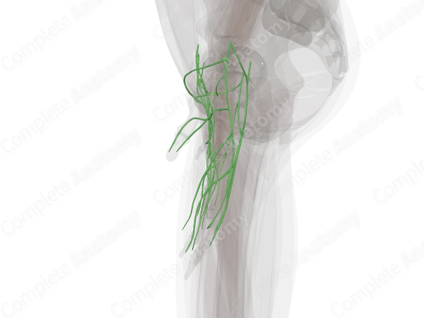Lymph Vessels of Hand (Left)
