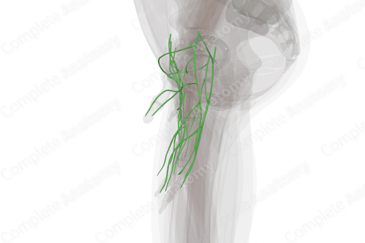 Lymph Vessels of Hand (Left)