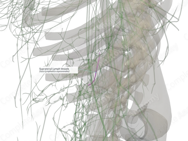 Suprarenal Lymph Vessels (Left)