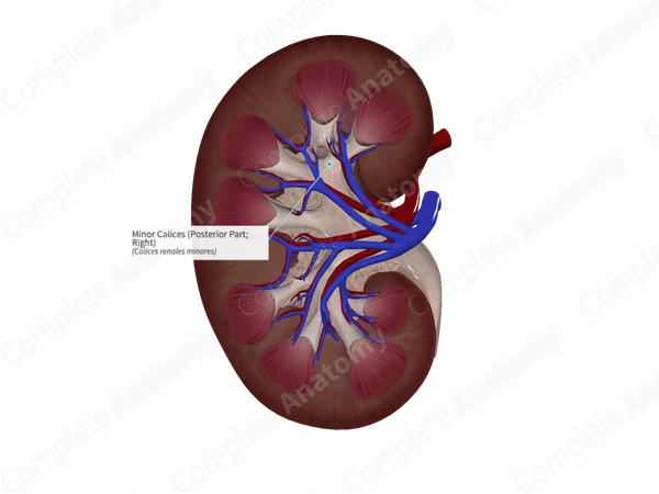 Minor Calices (Posterior Part; Right)