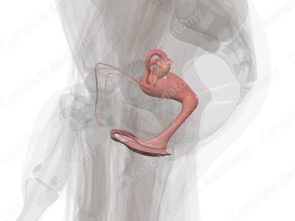 Female Genital System