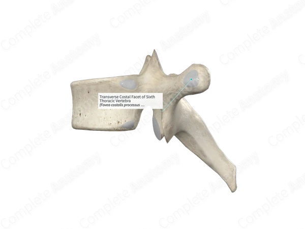 Transverse Costal Facet of Sixth Thoracic Vertebra 