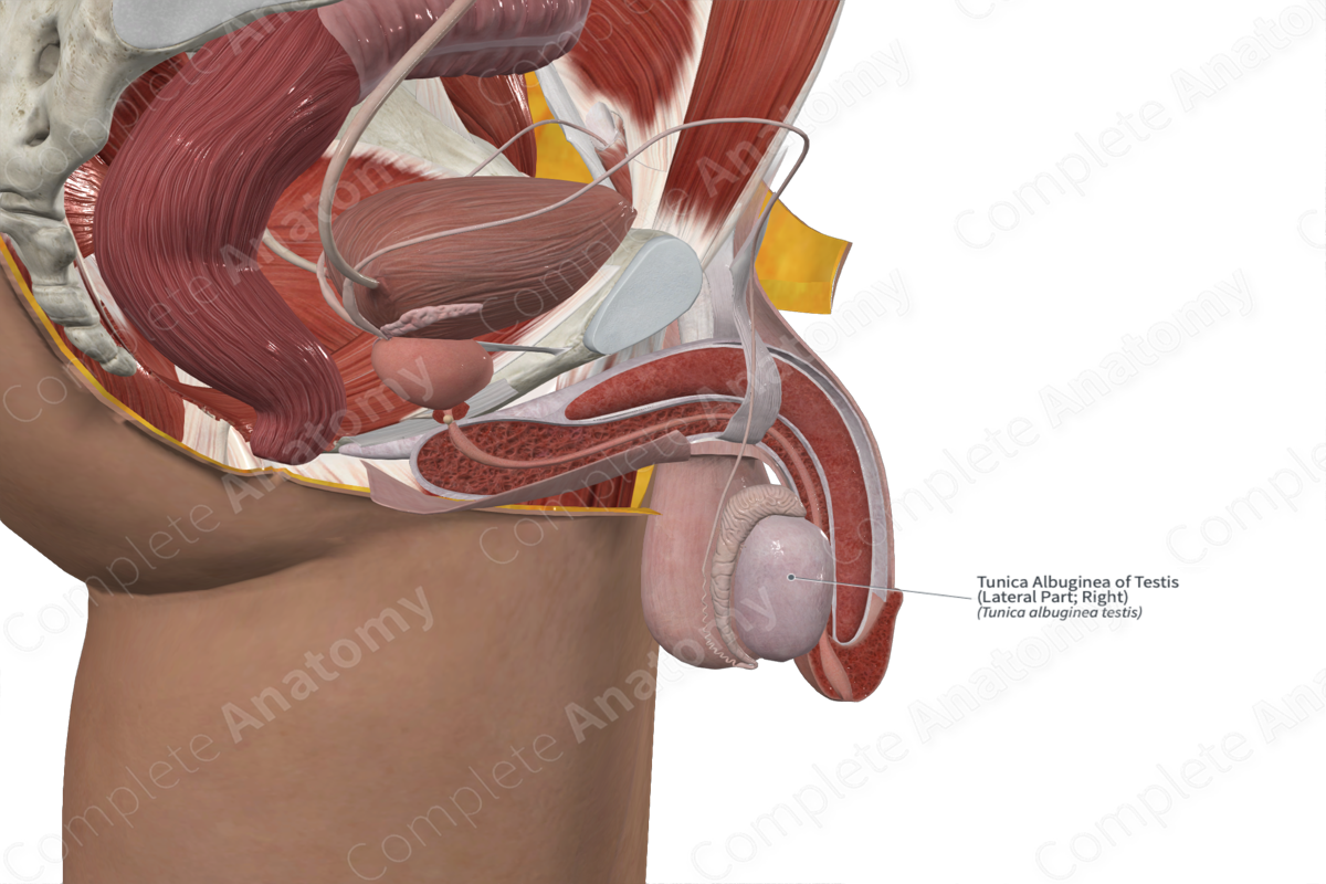 Tunica Albuginea of Testis (Lateral Part; Right)