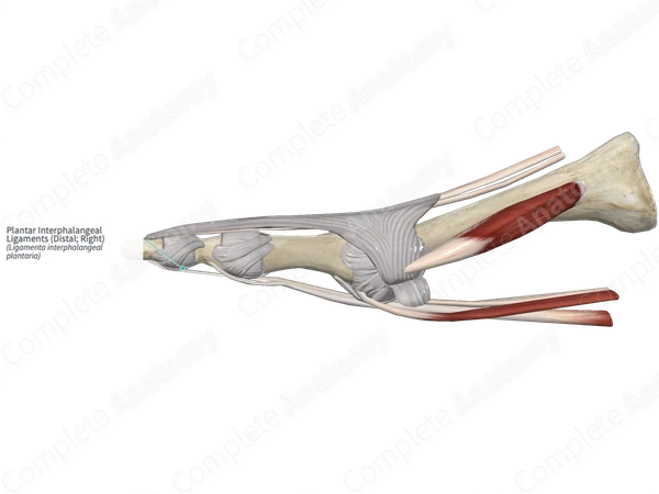 Plantar Interphalangeal Ligaments (Distal; Right)