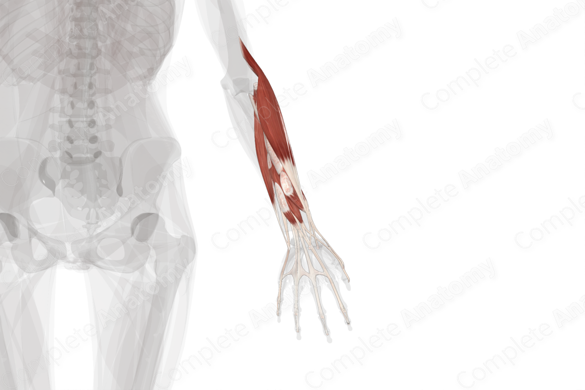 Posterior Compartment of Forearm (Left)