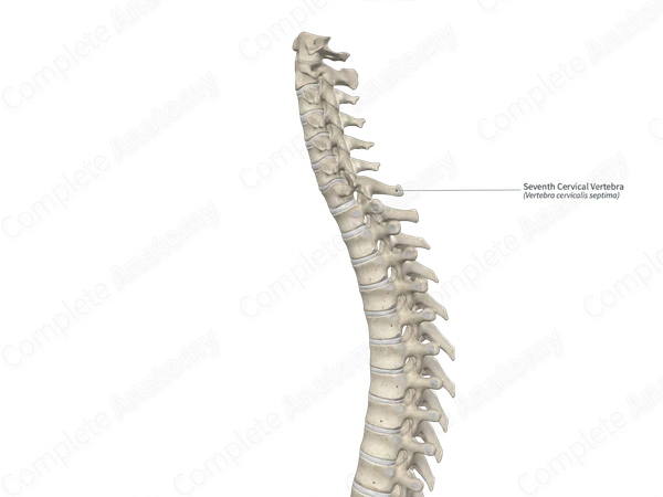 Seventh Cervical Vertebra | Complete Anatomy
