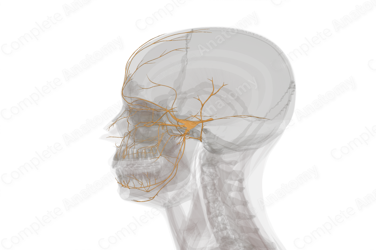 Trigeminal Nerve (Left)