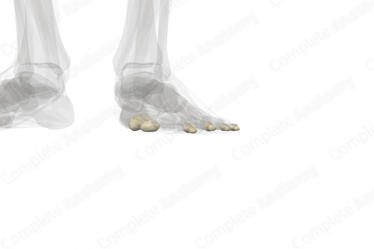 Distal Phalanges of Foot (Left)