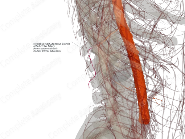 Medial Dorsal Cutaneous Branch of Subcostal Artery (Left)