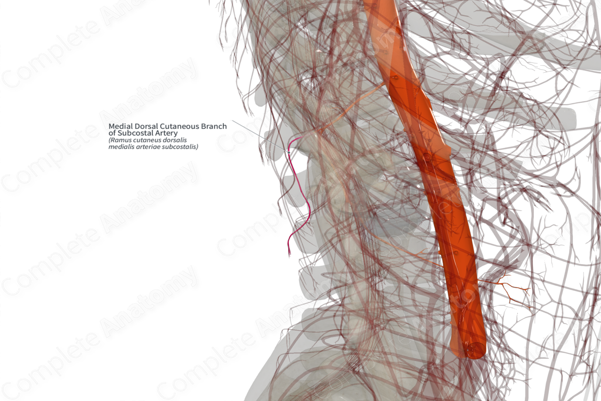 Medial Dorsal Cutaneous Branch of Subcostal Artery (Left)