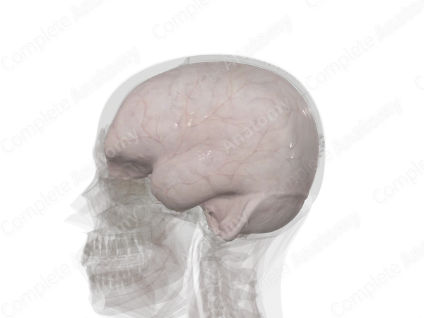Cranial Dura